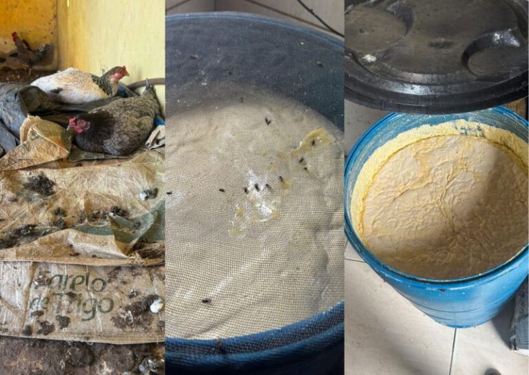 Fábrica de queijo clandestina é interditada no interior da Paraíba