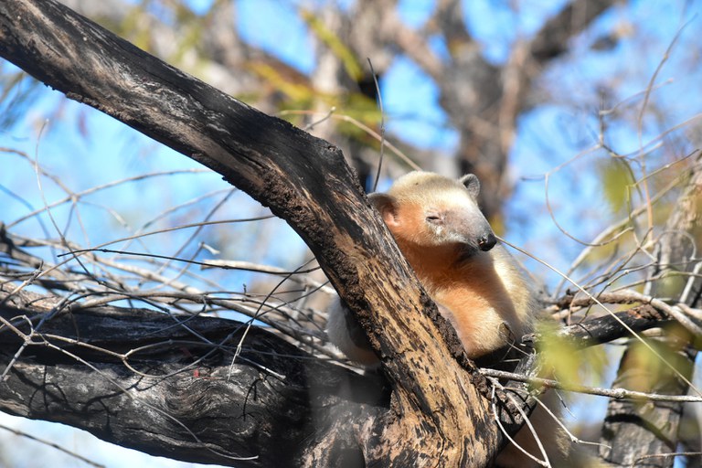 Mais de mil animais silvestres foram apreendidos na Paraíba em 2025
