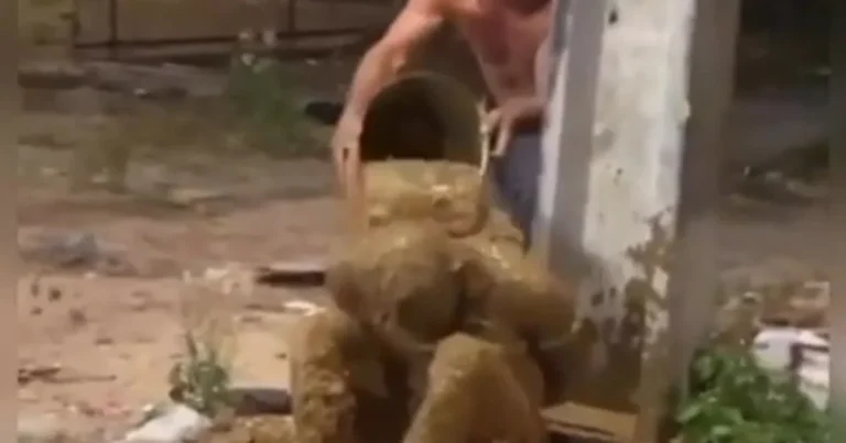 BANHO DE MERDA UM BOM CASTIGO PRA QUEM JÁ VIVE DELA