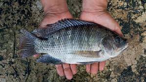 Colocar a tilápia, o camarão e até frutas como a manga e a goiaba na lista de “espécies invasoras” é uma piada de mau gosto.